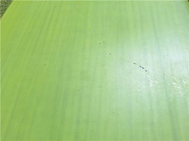 SMIK Hipster Twin - 8' 6", 31.5 inches