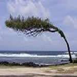 Casuarina