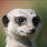 meerkat