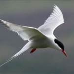 Tern