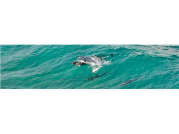 Dolphin collides with Paddler in Mid-air! - Stand Up Paddle News
