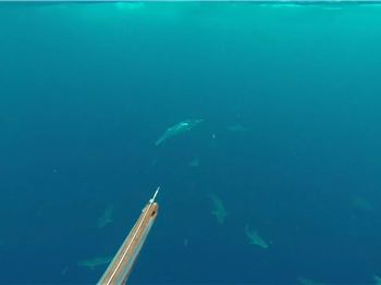 Sharks. Sharks Everywhere! Spearfishing in the Gulf - Fishing News