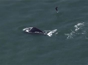 Kite Foiler Almost Collides With Whale! - Kitesurfing News