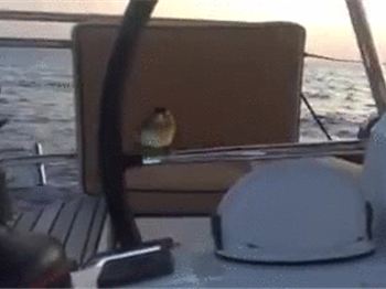 Bird VS Autopilot - How does he stay on for the ride? - Cruising News