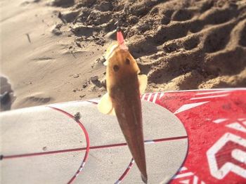 Stand Up Paddle Board Fishing catches on in QLD - Stand Up Paddle News