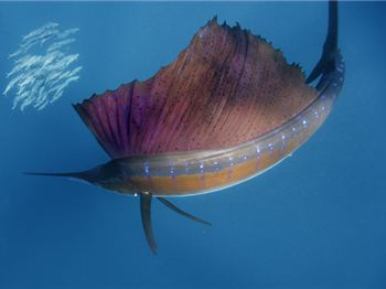 Sailfish caught on Stand Up Paddle board in the USA - Stand Up Paddle News