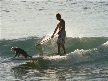 Dog surfing with Dr Harry and Chris De Aboitiz - Stand Up Paddle News